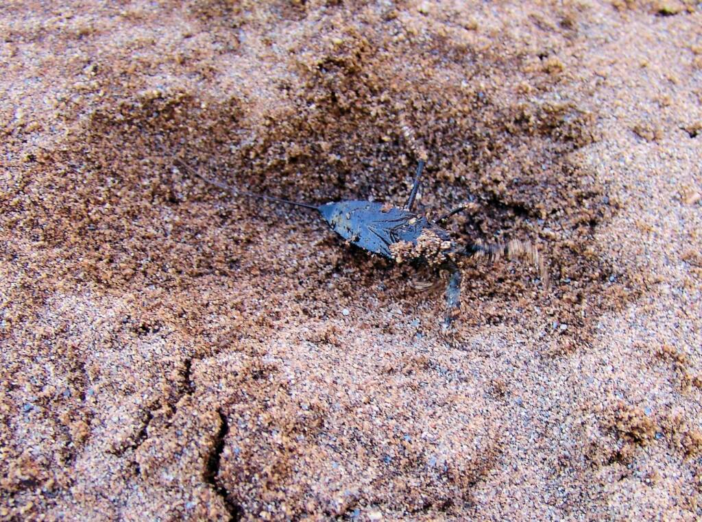 Water Scorpion (Laccotrephes tristis), Simpsons Gap