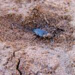 Water Scorpion (Laccotrephes tristis), Simpsons Gap