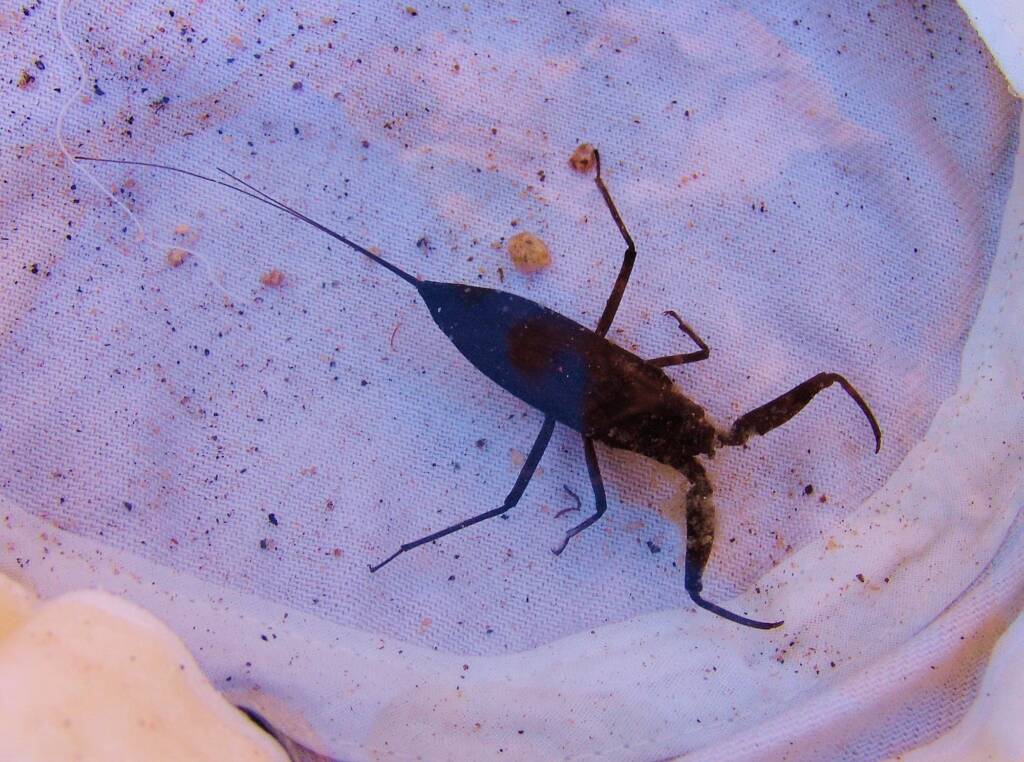 Water Scorpion (Laccotrephes tristis), Simpsons Gap