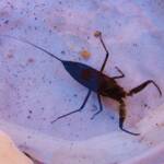 Water Scorpion (Laccotrephes tristis), Simpsons Gap