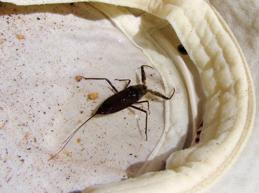 Water Scorpion (Laccotrephes tristis), Simpsons Gap