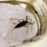 Water Scorpion (Laccotrephes tristis), Simpsons Gap