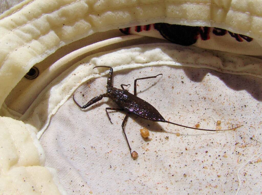 Water Scorpion (Laccotrephes tristis), Simpsons Gap