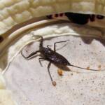 Water Scorpion (Laccotrephes tristis), Simpsons Gap