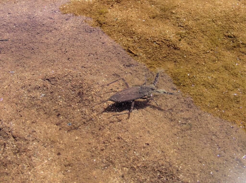 Water Scorpion (Laccotrephes tristis), Simpsons Gap
