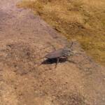 Water Scorpion (Laccotrephes tristis), Simpsons Gap