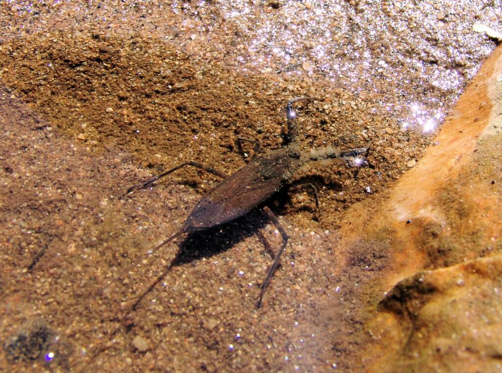 Water Scorpion (Laccotrephes tristis), Simpsons Gap