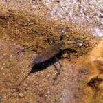 Water Scorpion (Laccotrephes tristis), Simpsons Gap