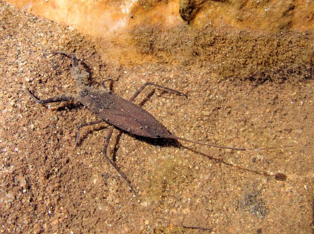 Water Scorpion (Laccotrephes tristis), Simpsons Gap
