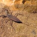 Water Scorpion (Laccotrephes tristis), Simpsons Gap