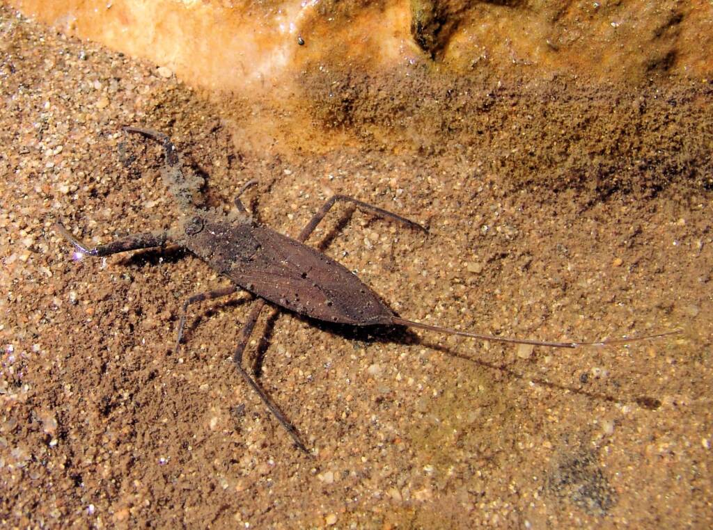 Water Scorpion (Laccotrephes tristis), Simpsons Gap