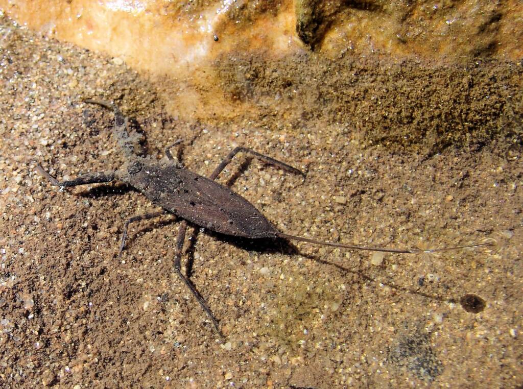 Water Scorpion (Laccotrephes tristis), Simpsons Gap
