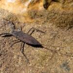 Water Scorpion (Laccotrephes tristis), Simpsons Gap