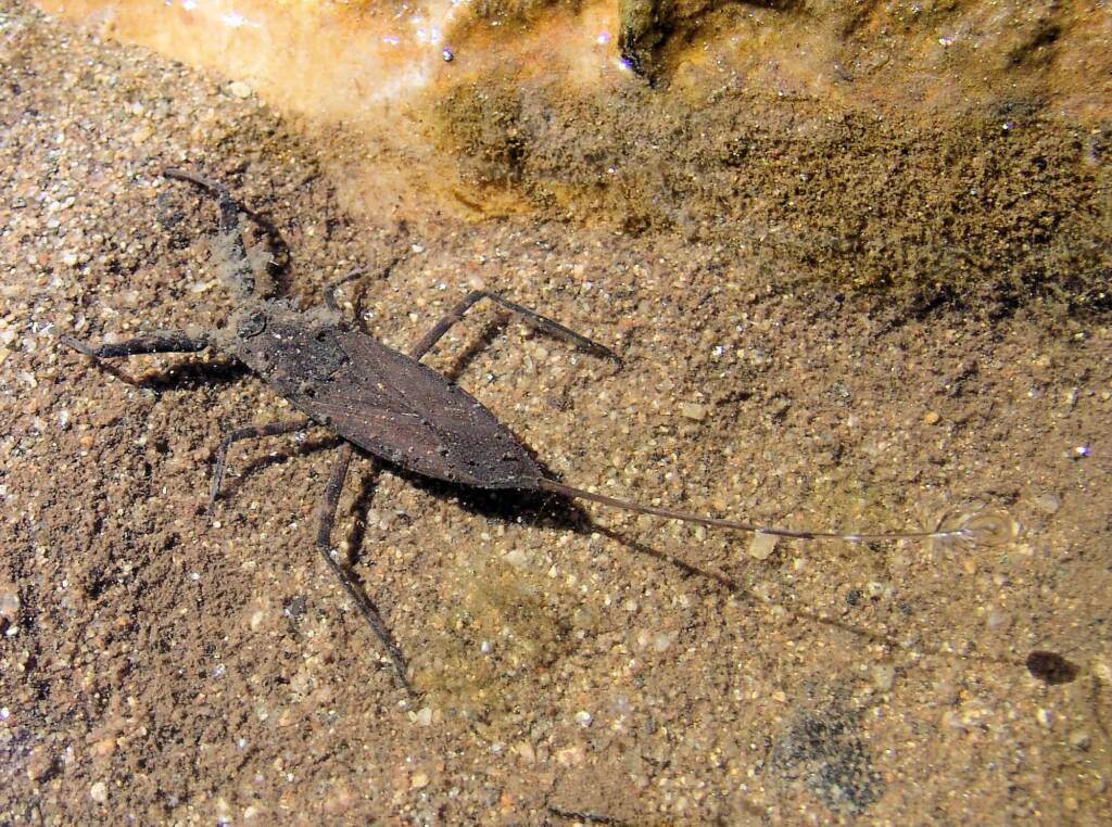 Water Scorpion (Laccotrephes tristis), Simpsons Gap