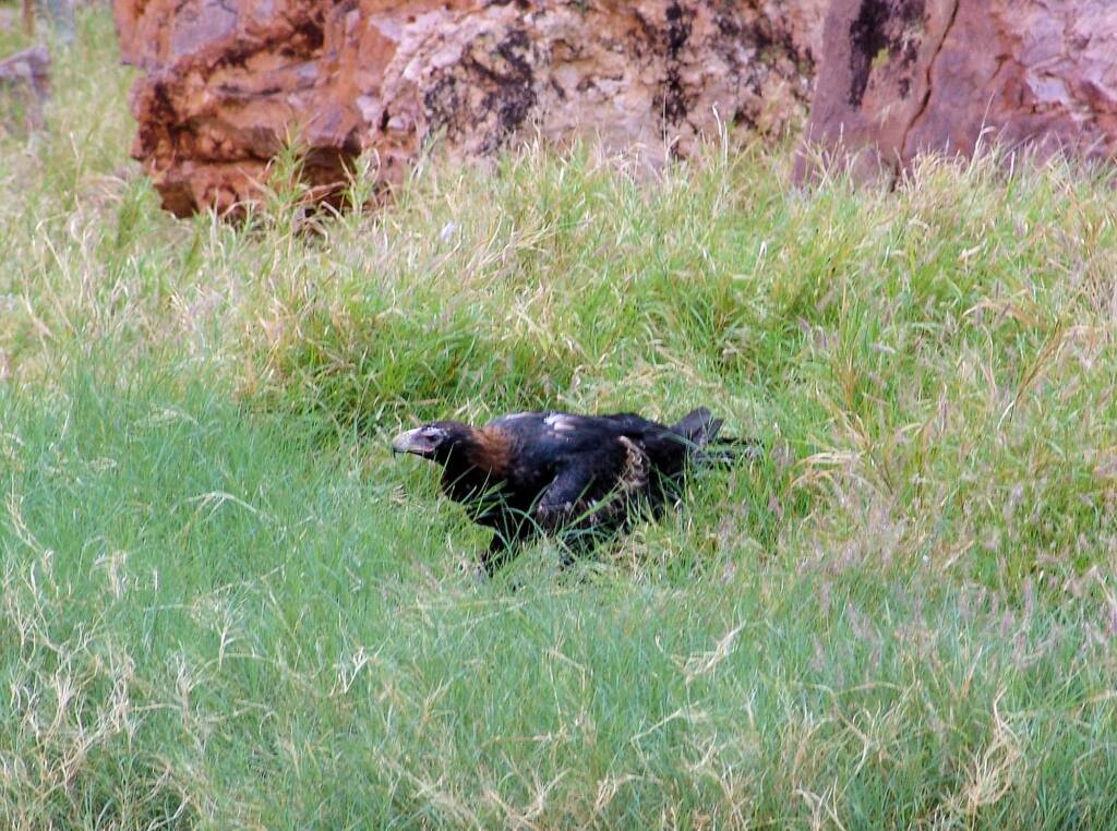 Wedge-tail Eagle (Aquila audax), Simpsons Gap