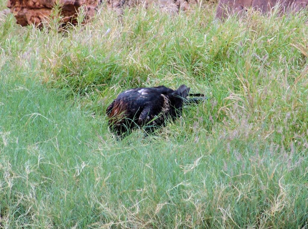 Wedge-tail Eagle (Aquila audax), Simpsons Gap