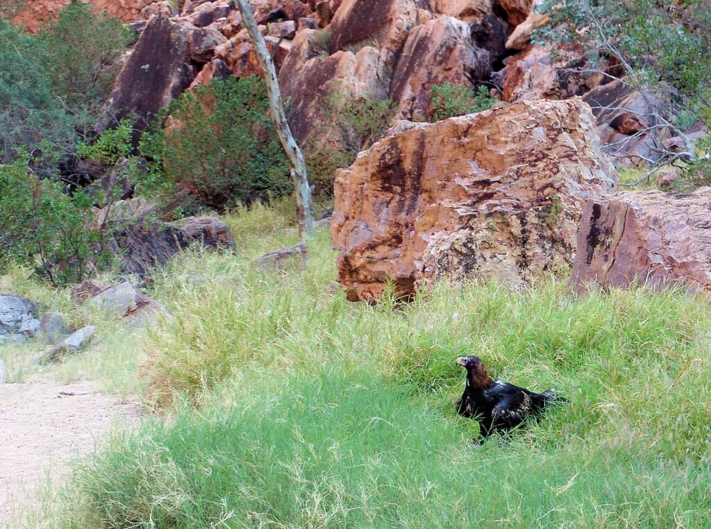 Wedge-tail Eagle (Aquila audax), Simpsons Gap