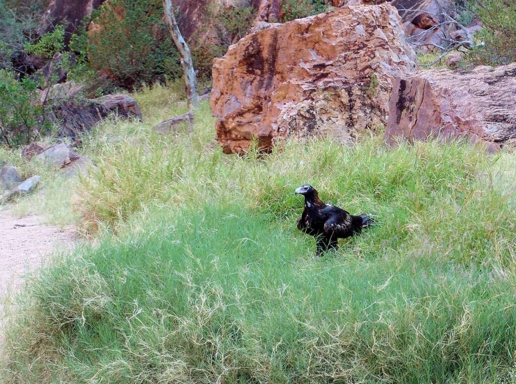 Wedge-tail Eagle (Aquila audax), Simpsons Gap