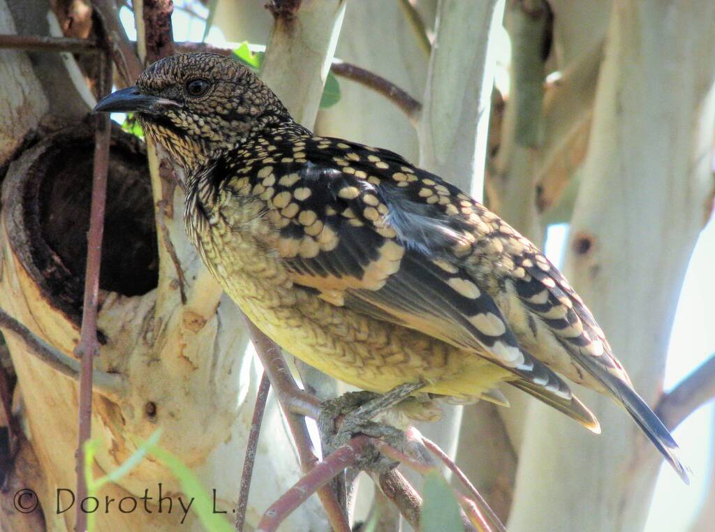 Western Bowerbird (Chlamydera guttata), Alice Springs Desert Park, NT