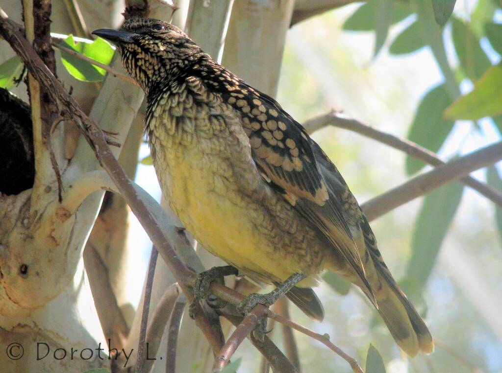 Western Bowerbird (Chlamydera guttata), Alice Springs Desert Park, NT