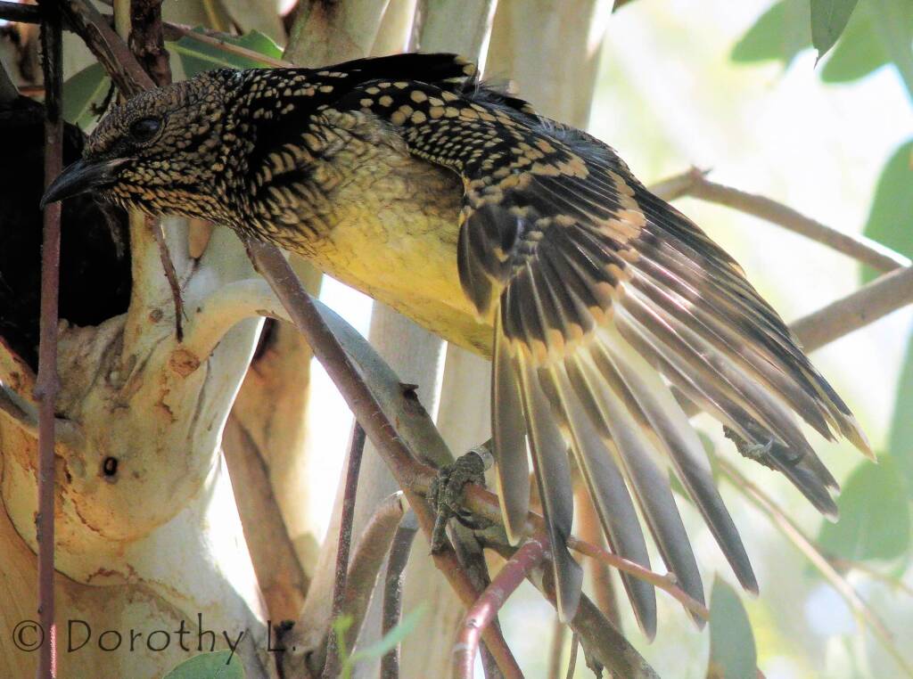 Western Bowerbird (Chlamydera guttata), Alice Springs Desert Park, NT