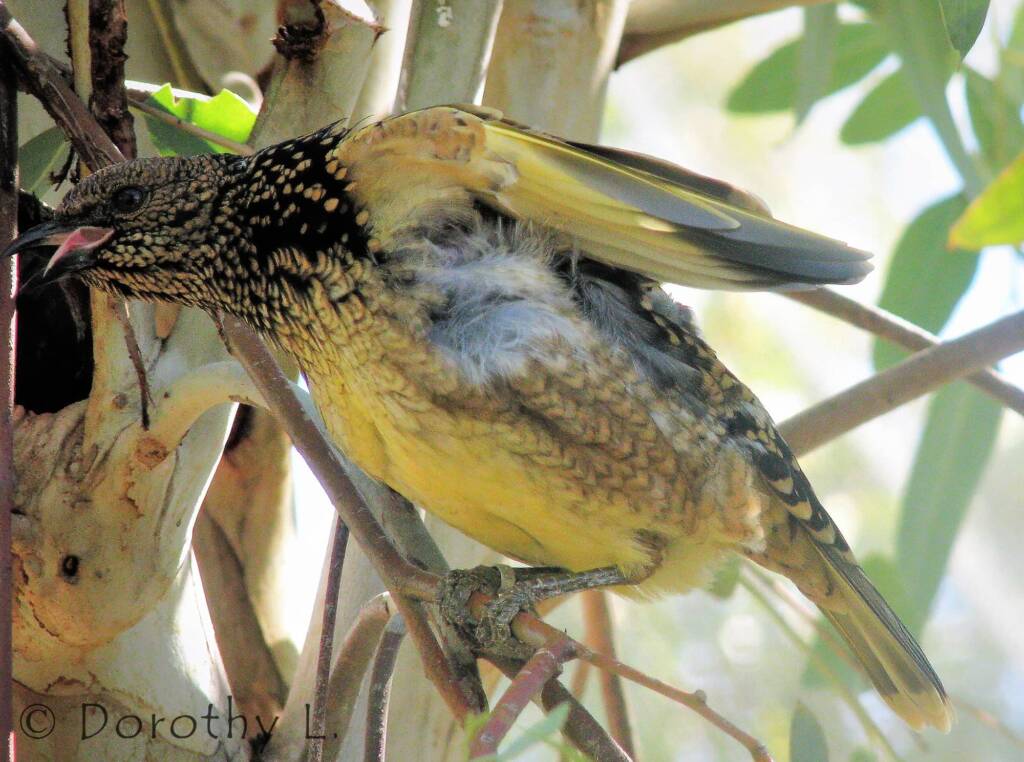 Western Bowerbird (Chlamydera guttata), Alice Springs Desert Park, NT