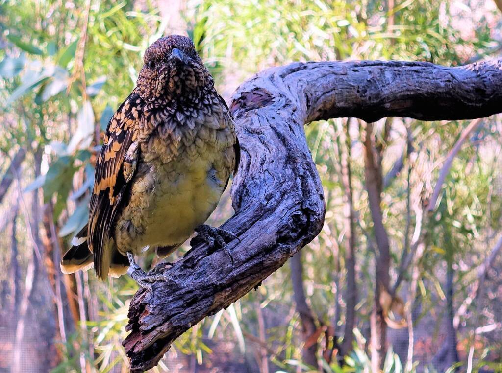 Western Bowerbird (Chlamydera guttata), Alice Springs Desert Park, NT