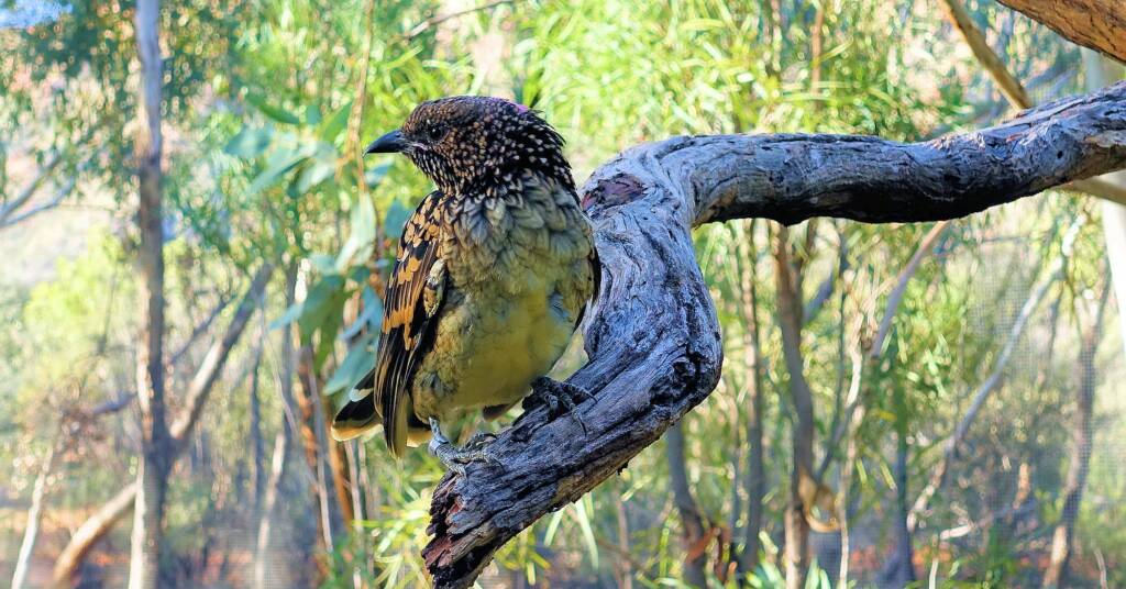 Western Bowerbird (Chlamydera guttata), Alice Springs Desert Park, NT