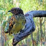 Western Bowerbird (Chlamydera guttata), Alice Springs Desert Park, NT