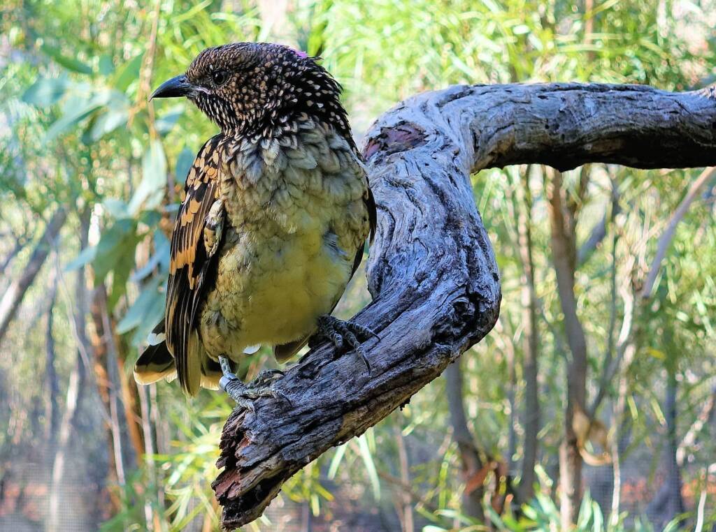 Western Bowerbird (Chlamydera guttata), Alice Springs Desert Park, NT