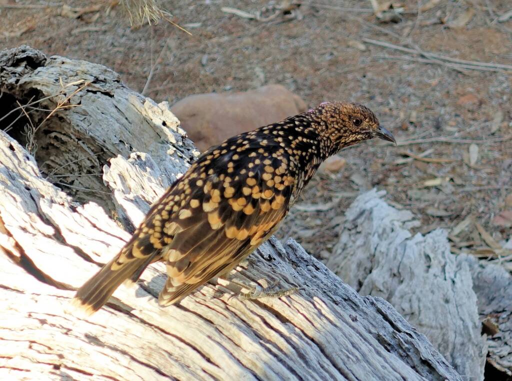 Western Bowerbird (Chlamydera guttata), Alice Springs Desert Park, NT