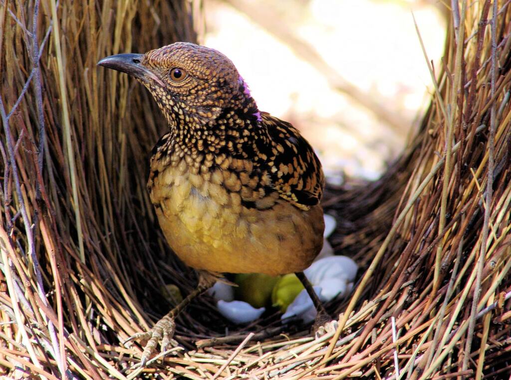 Western Bowerbird, Central Australia