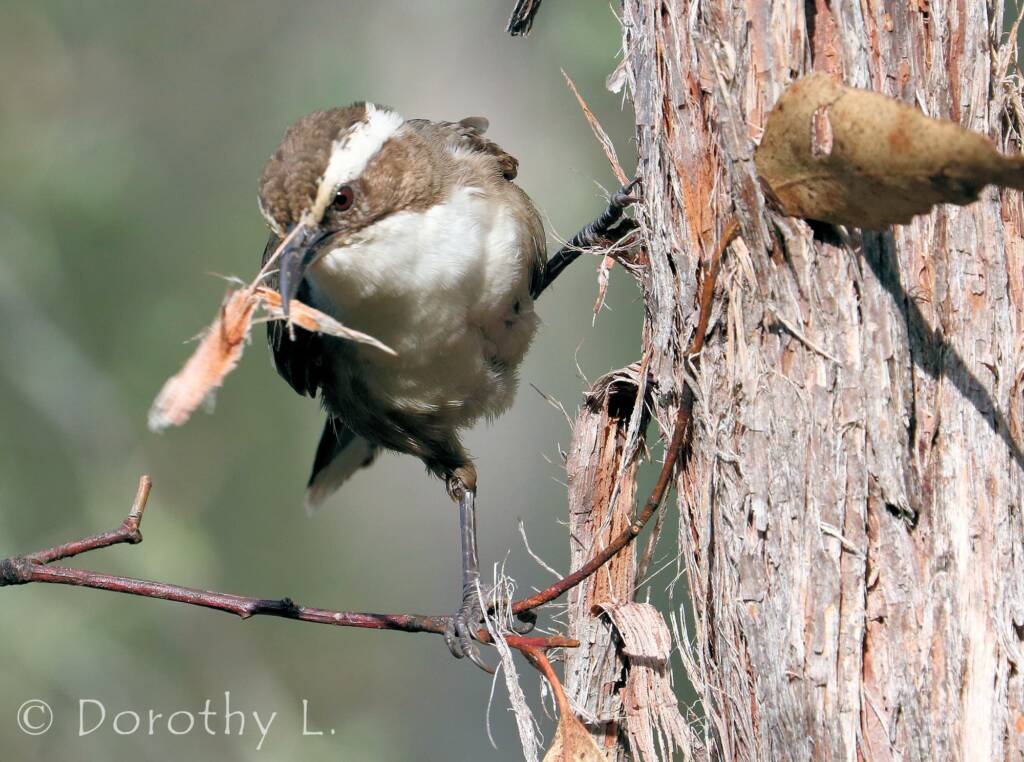 White-browed Babbler (Pomatostomus superciliosus)