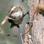White-browed Babbler (Pomatostomus superciliosus)
