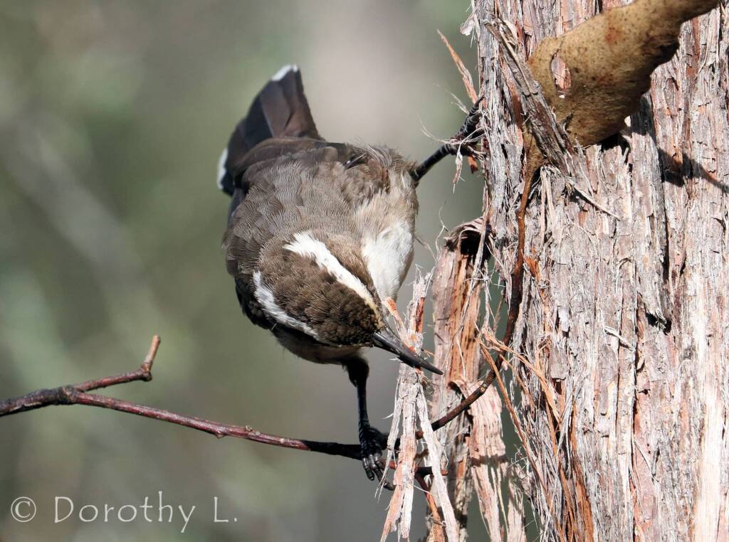 White-browed Babbler (Pomatostomus superciliosus)