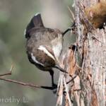 White-browed Babbler (Pomatostomus superciliosus)