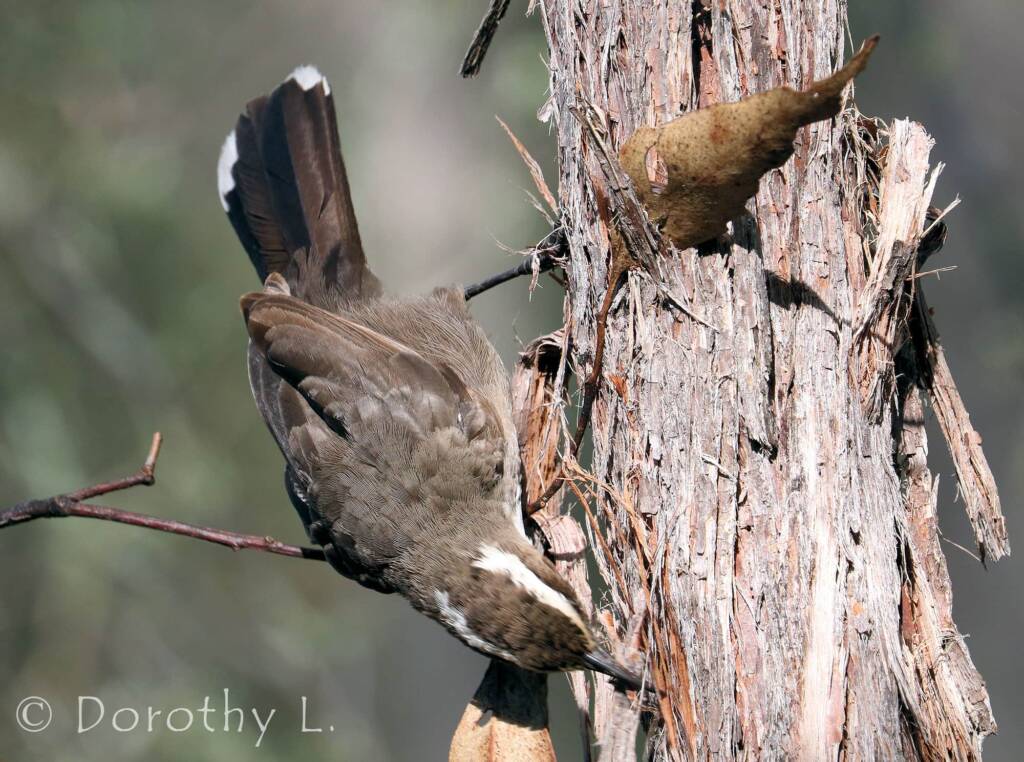 White-browed Babbler (Pomatostomus superciliosus)