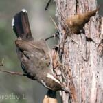 White-browed Babbler (Pomatostomus superciliosus)