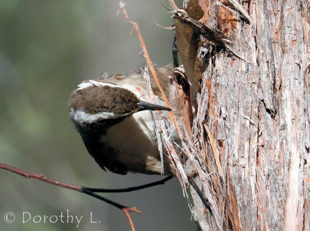 White-browed Babbler (Pomatostomus superciliosus)
