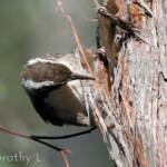 White-browed Babbler (Pomatostomus superciliosus)