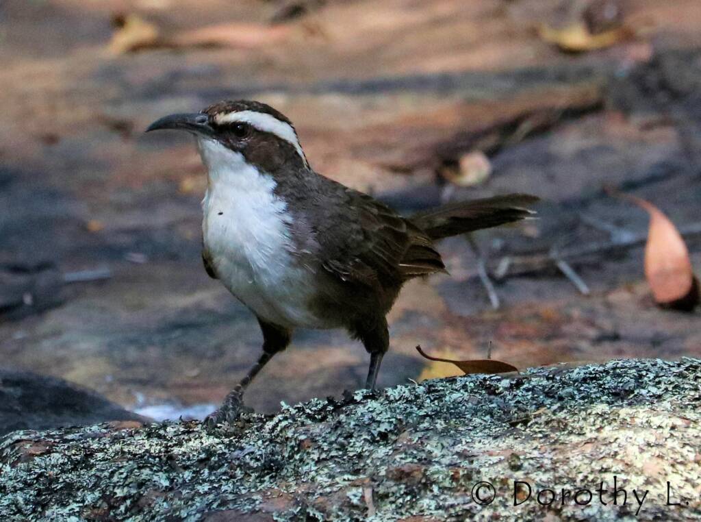 White-browed Babbler (Pomatostomus superciliosus)