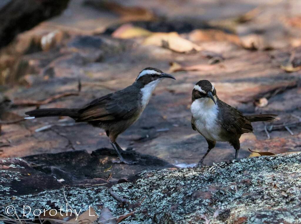 White-browed Babbler (Pomatostomus superciliosus)