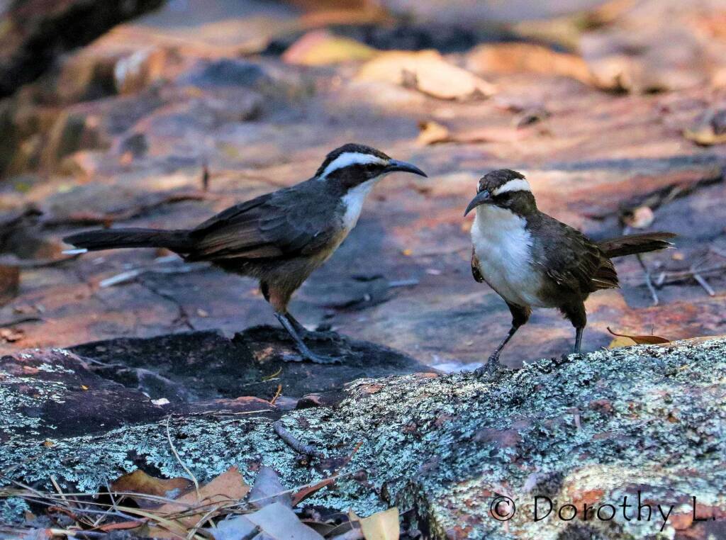 White-browed Babbler (Pomatostomus superciliosus)