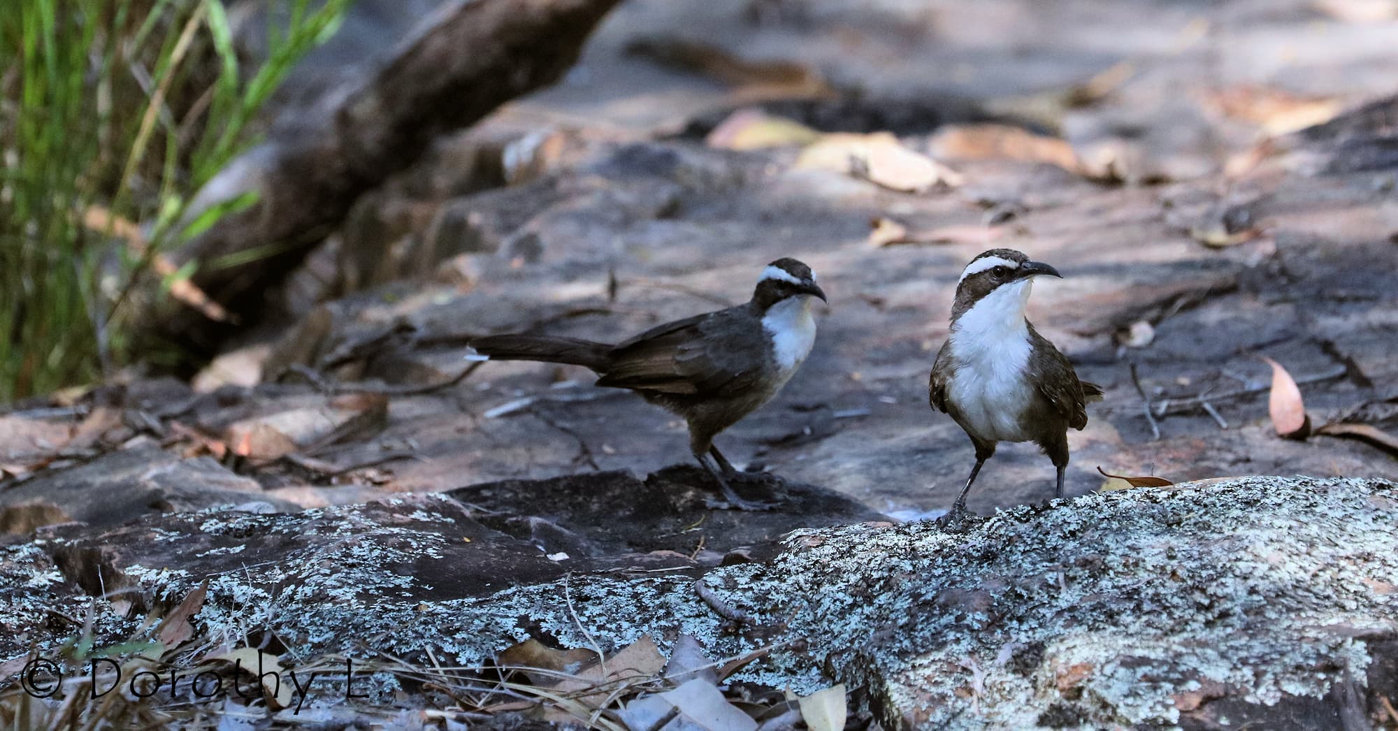 White-browed Babbler (Pomatostomus superciliosus)