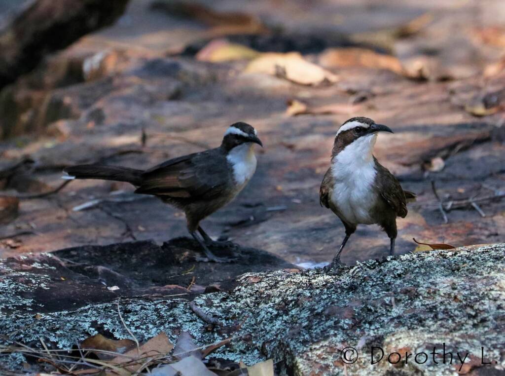 White-browed Babbler (Pomatostomus superciliosus)