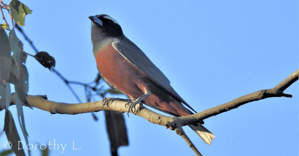 White-browed Woodswallow (Artamus superciliosus)