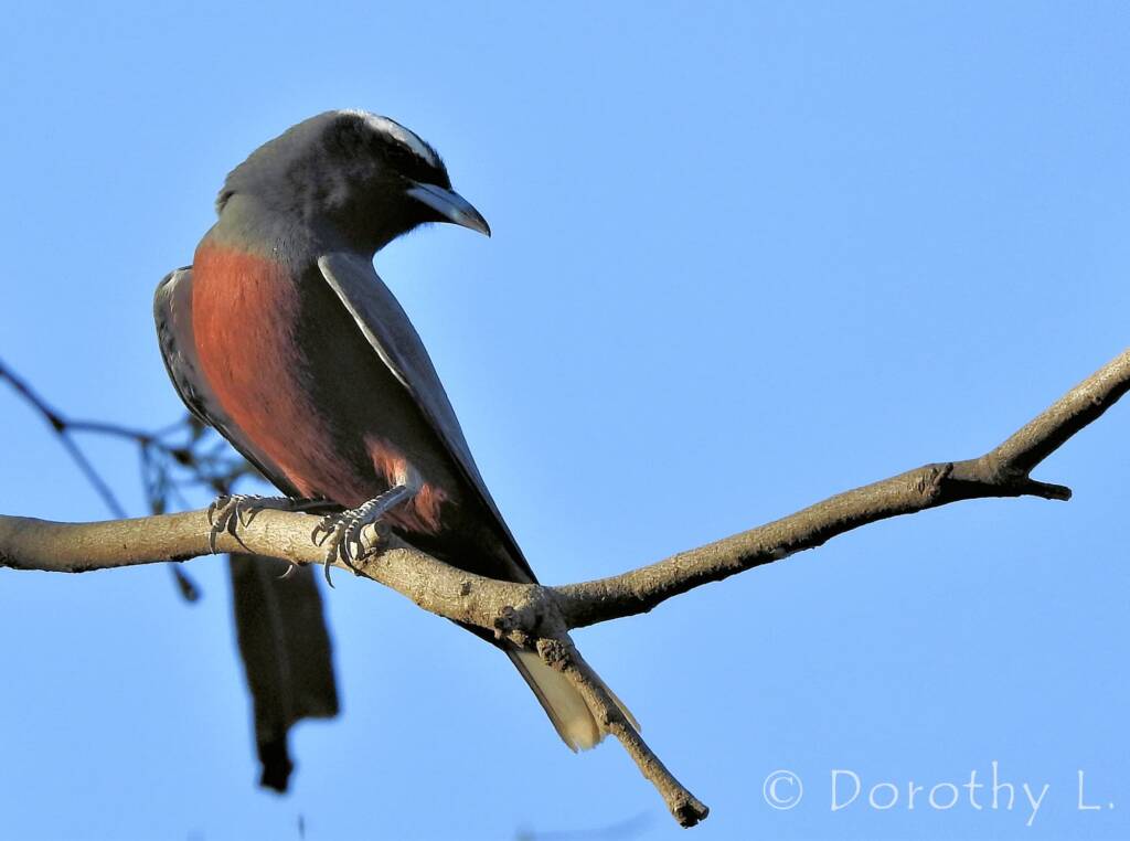 White-browed Woodswallow (Artamus superciliosus)