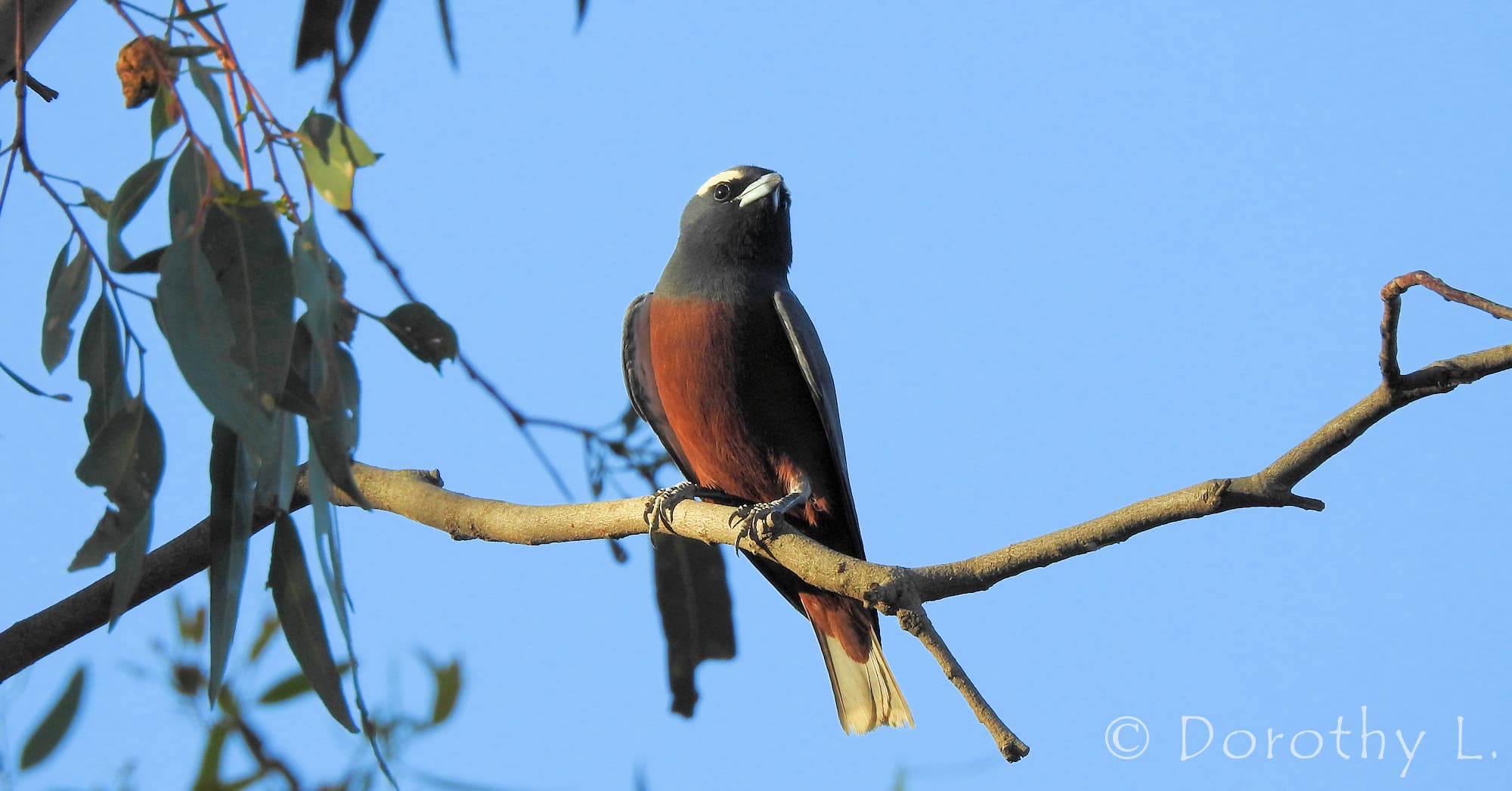 White-browed Woodswallow (Artamus superciliosus)
