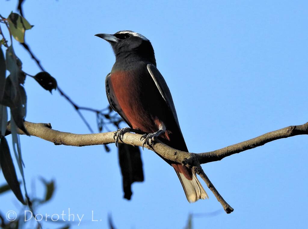 White-browed Woodswallow (Artamus superciliosus)