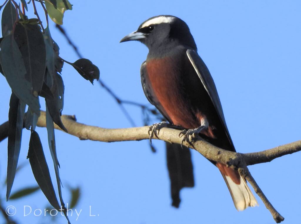 White-browed Woodswallow (Artamus superciliosus)